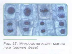 ДЕЛЕНИЕ КЛЕТКИ — ОСНОВА РАЗМНОЖЕНИЯ, РОСТА И РАЗВИТИЯ ОРГАНИЗМА_004